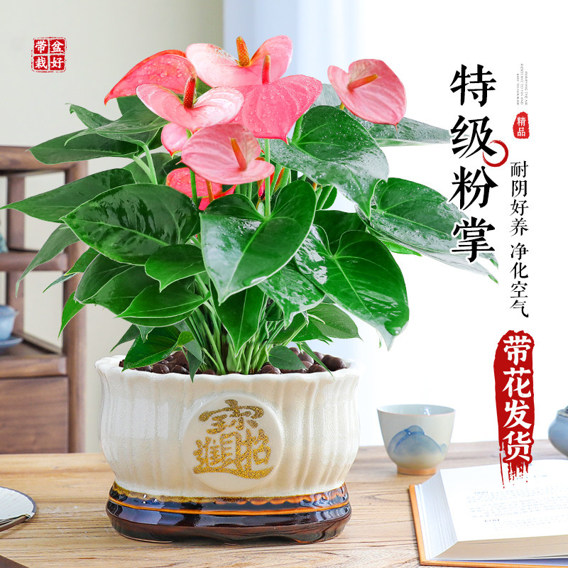 粉掌盆栽特级大盆花卉一帆风顺红掌室内四季常青净化空气中式盆景,鲜花速递/花卉仿真/绿植园艺,红掌/凤梨/温室花卉,淘宝优惠券,粉丝福利购,淘宝优惠卷