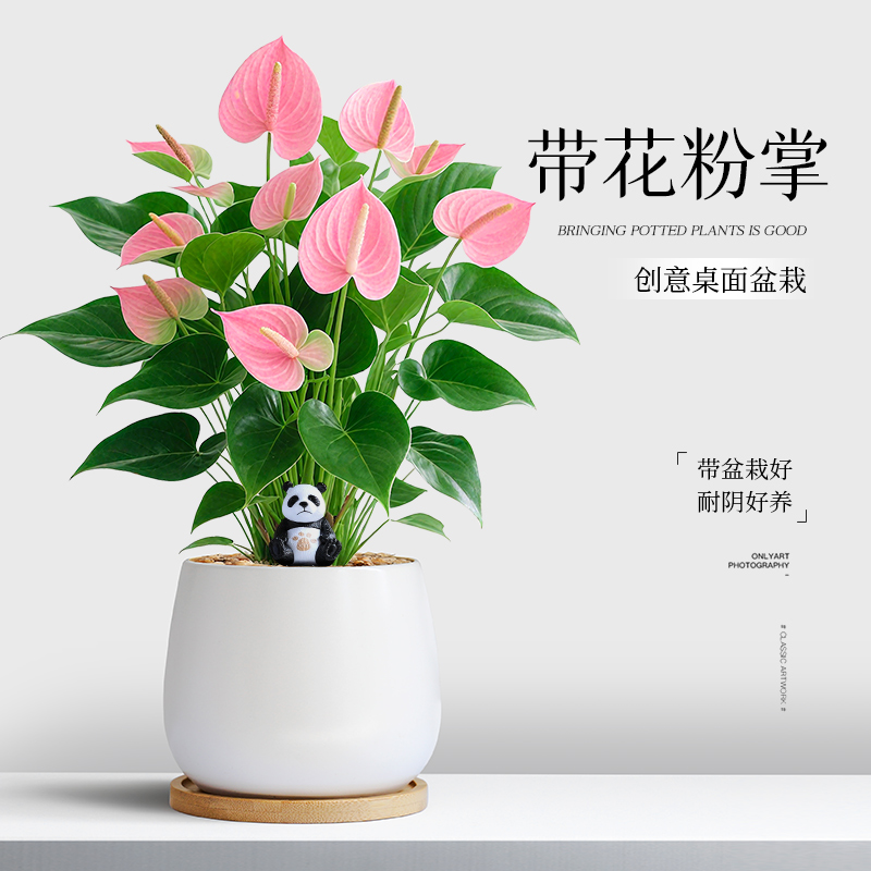 带花粉掌盆栽绿植办公室桌面新手好养活室内客厅植物花卉净化空气