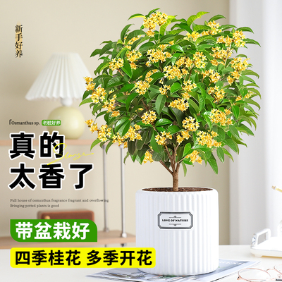四季桂花盆栽开花室内外好养易活