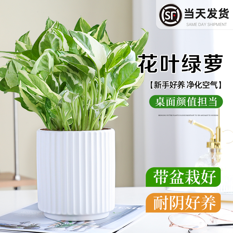 花叶绿萝盆栽桌面耐阴好养活绿植
