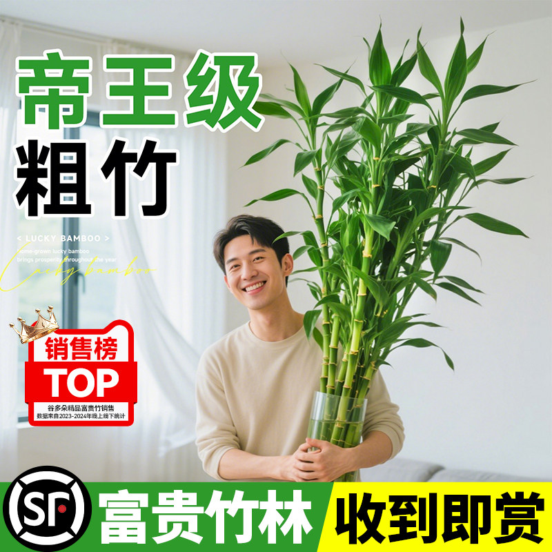 富贵竹水培植物粗杆带根水养绿植室内客厅水生好养活招财转运竹子