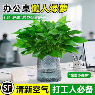绿萝盆栽办公室内植物花卉水培好养绿植大叶绿箩新房除醛净化空气