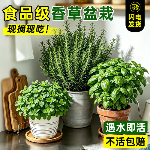 可食用香草植物薄荷迷迭香好养活