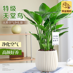 天堂鸟鹤望兰绿植盆栽办公室内客厅桌面花卉植物耐阴好养四季常青