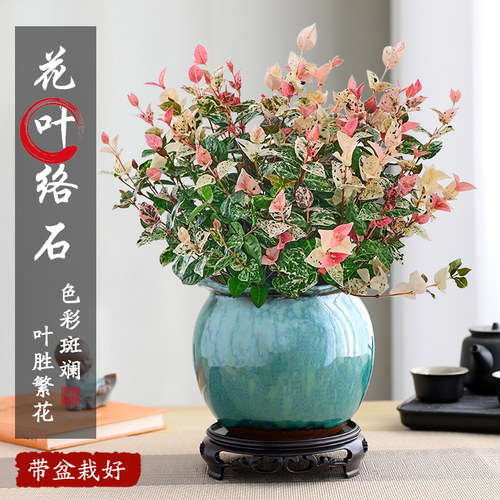 花叶络石四季五彩花卉景德镇陶瓷