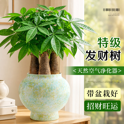 【招财旺运】特级发财树四季常青