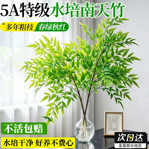 【遇水生根】新手好养水培南天竹