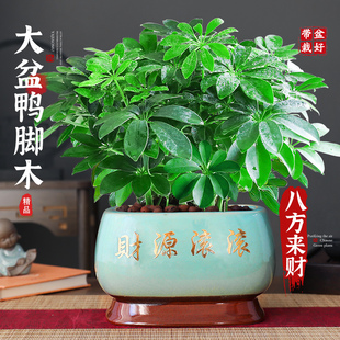 八方来财鸭脚木盆栽植物室内桌面好养招财净化绿植特级七叶莲空气
