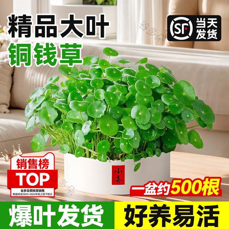 特级铜钱草水培植物老桩盆栽室内外水培大叶金钱草绿植好养活水草,鲜花速递/花卉仿真/绿植园艺,绿植,淘宝优惠券,粉丝福利购,淘宝优惠卷
