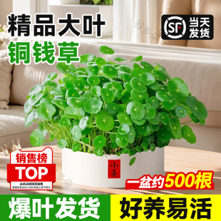 特级铜钱草水培植物老桩盆栽室内外水养大叶金钱草绿植好养活水草