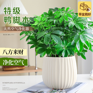 特级鸭脚木绿植室内办公室桌面小盆栽四季常青送礼招财植物好养活