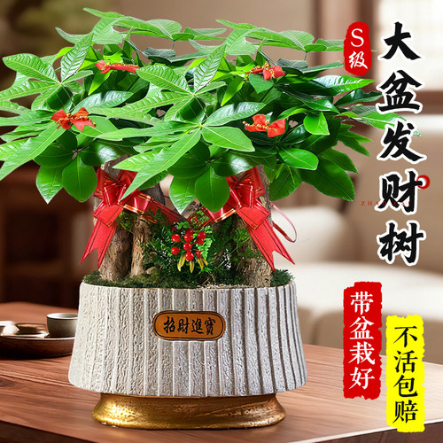 特级大盆三杆发财树好养中式盆景