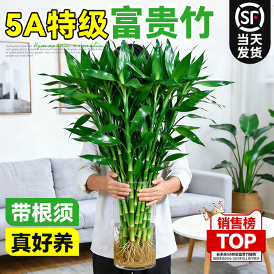 带根水养富贵竹节节高转运竹好养