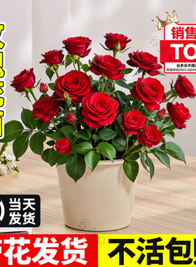 红玫瑰花苗盆栽带花苞蔷薇月季大花阳台室内外四季常青卉好养绿植