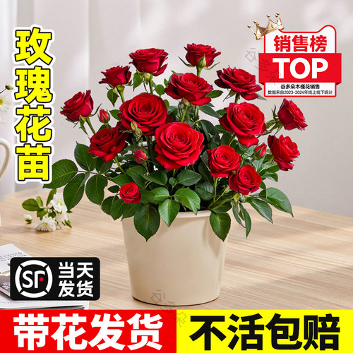 玫瑰花苗盆栽带花苞好养花卉植物