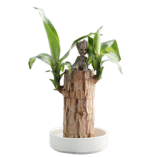 带芽巴西木幸运木开花盆栽绿植室内桌面格鲁特小树人水培花卉植物