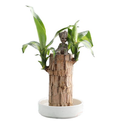 巴西木室内桌面水培植物送营养液