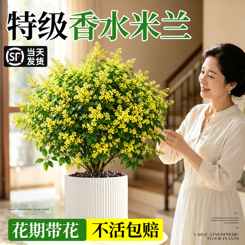 【特级浓香】香水米兰好养活盆栽