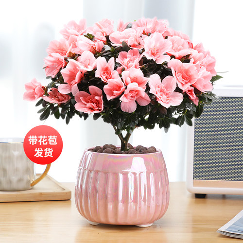 杜鹃花盆栽花卉植物室内花带苞大颗老桩多季开花植物好养易活绿植