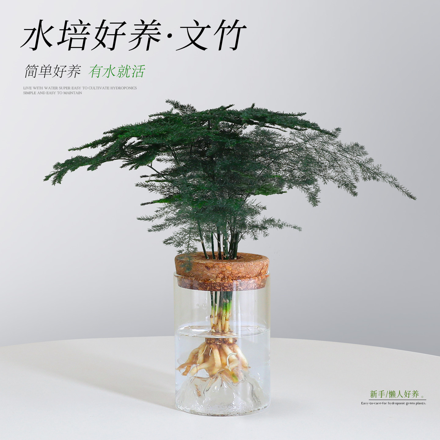 水培好养文竹绿植小盆栽小天使春羽植物净化除醛桌面花卉创意摆件