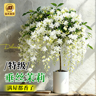 带花苞垂丝茉莉盆栽老桩阳台室内垂吊风车易活四季常青绿植物花卉