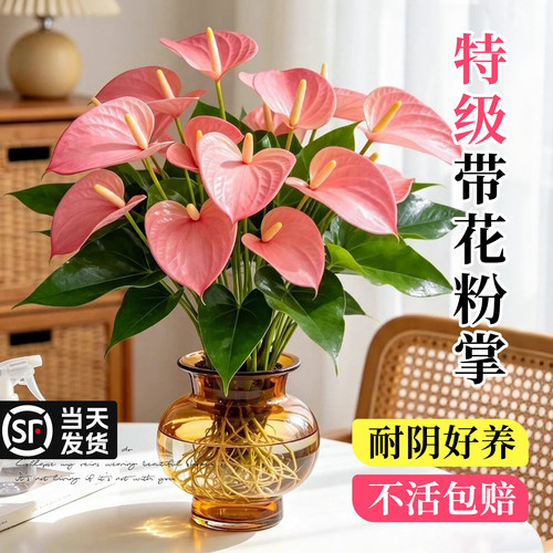【带花粉掌】水培植物耐阴好养
