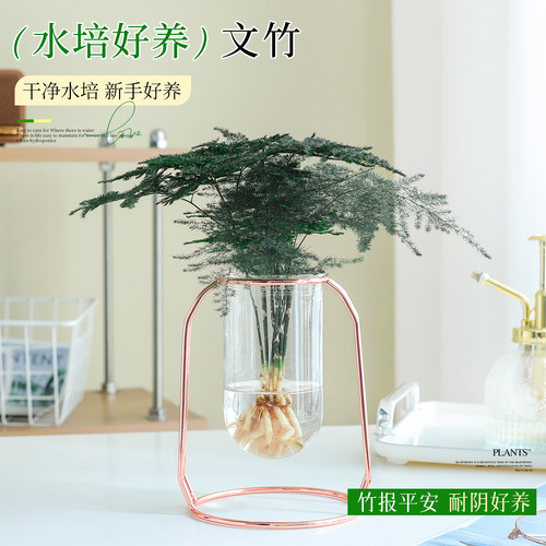 【热销水培植物】水养文竹绿植物