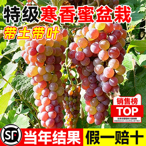 葡萄树果苗寒香蜜巨峰葡萄树盆栽
