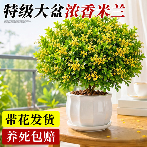 【清香驱蚊】大盆香水米兰带花苞