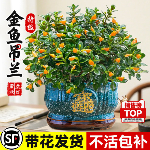 大盆金鱼吊兰花室内花卉绿植招财