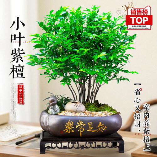 小叶紫檀盆景绿植四季常青招财