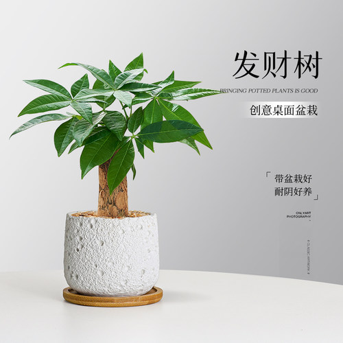 发财树室内绿植小盆栽懒人好养活