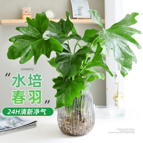 水培春羽绿植盆栽室内桌面植物