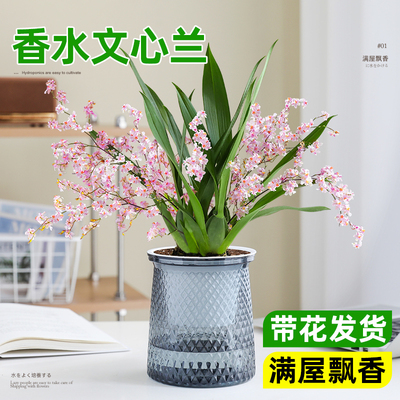 文心兰梦香兰盆栽桌面上浓香好养