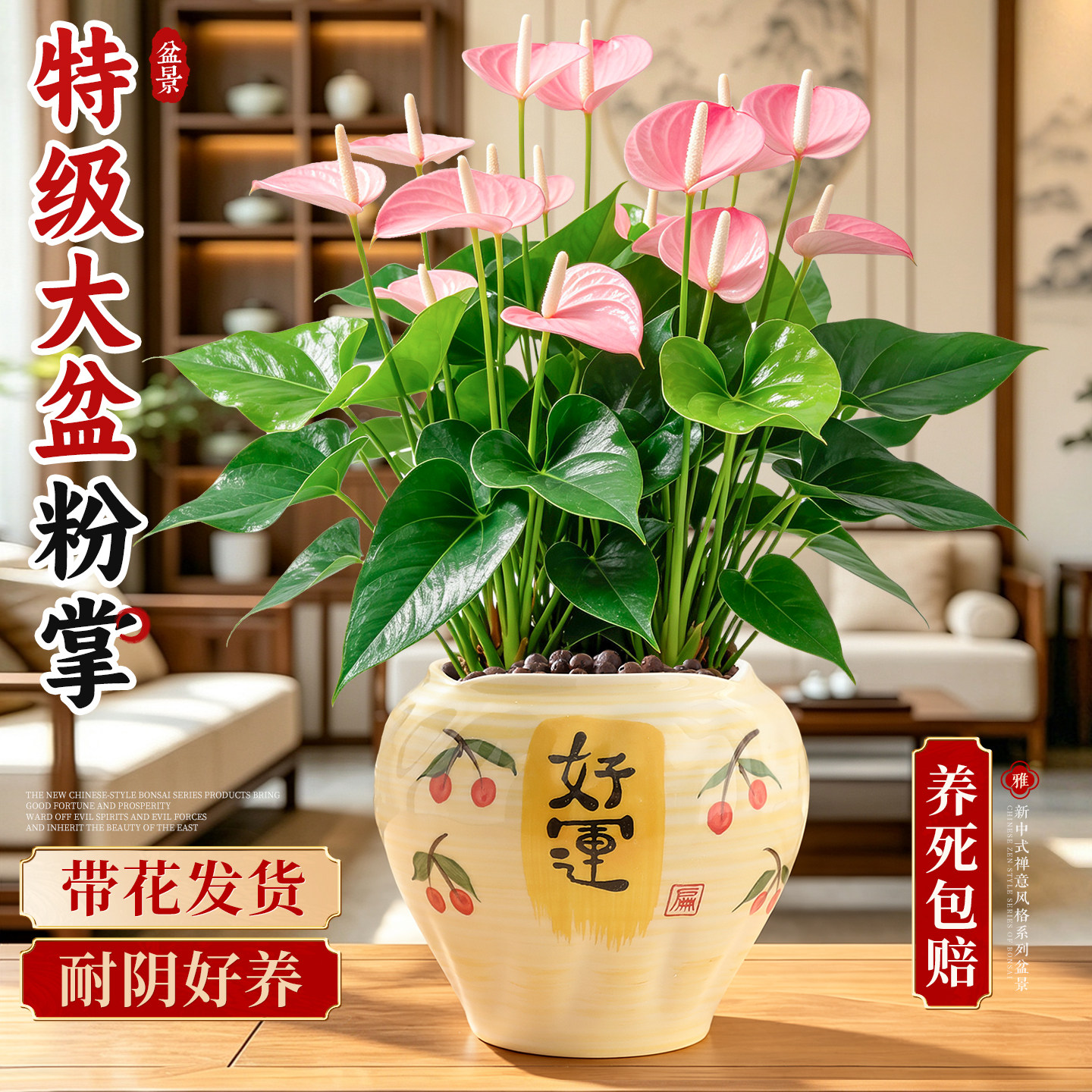 特级带花粉掌盆栽绿植室内桌面好养耐阴花卉植物一帆风顺多季开花