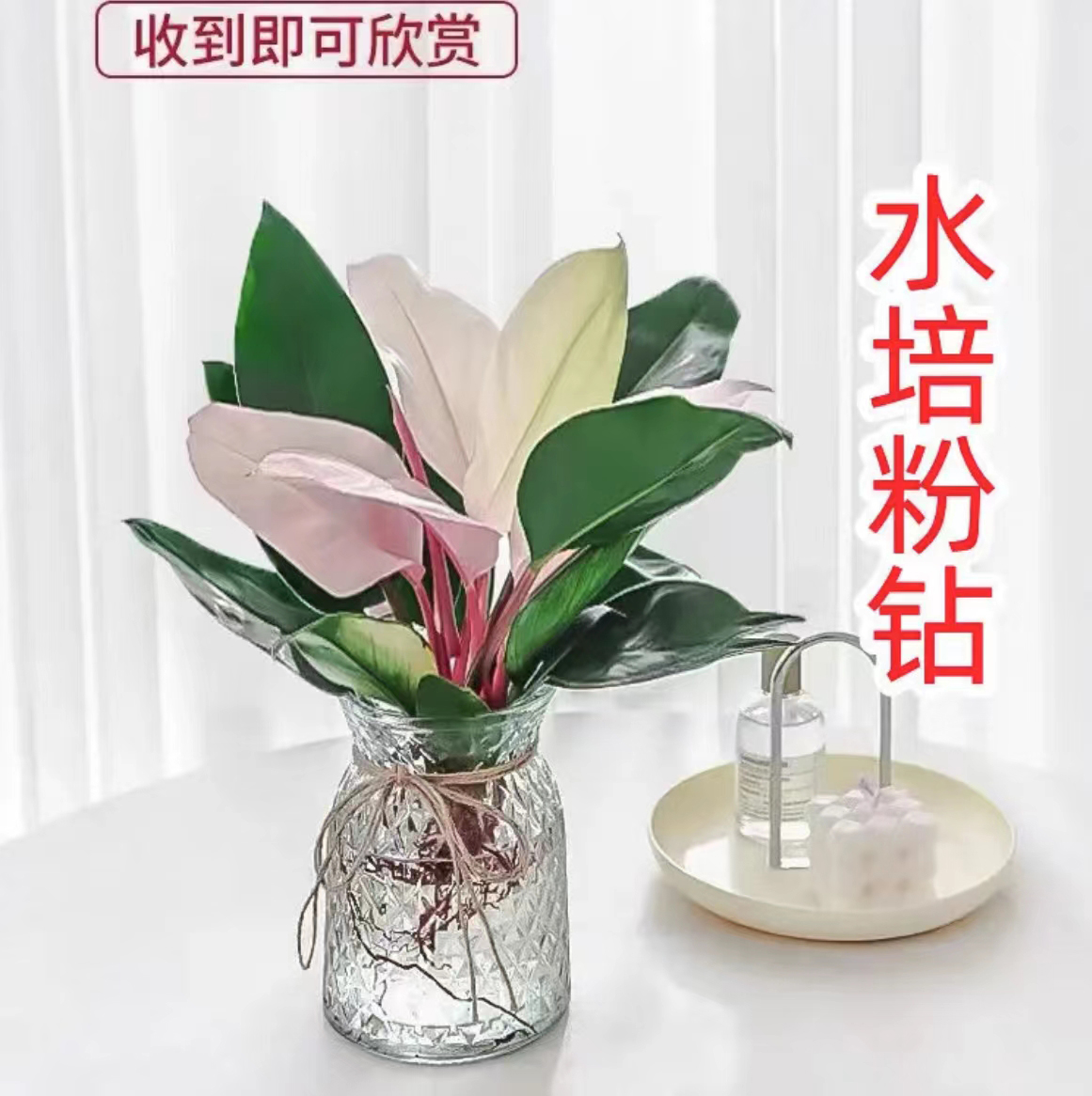 水培粉公主蔓绿绒盆栽室内无