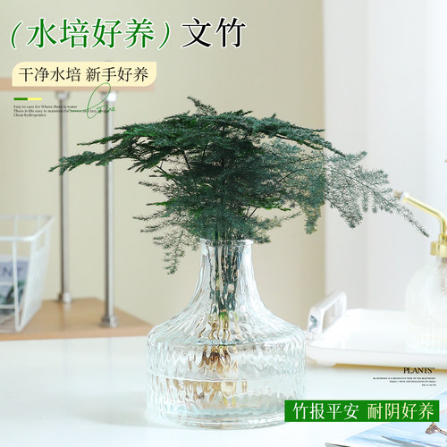 【省心水培绿植】文竹好养小盆栽
