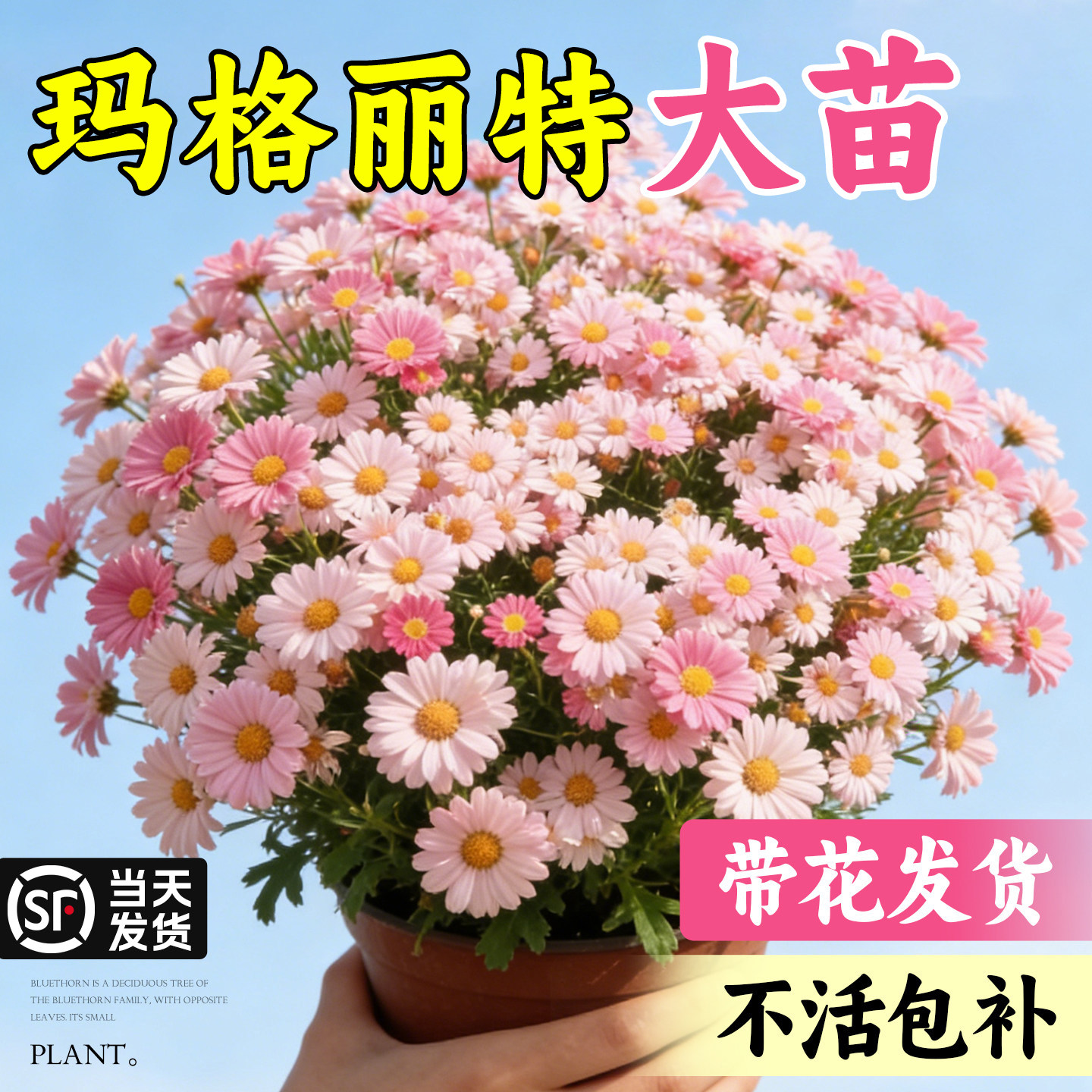 玛格丽特带花盆栽花苗室内阳台庭院好养四季开花鲜花卉绿植小雏菊