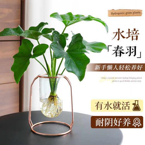 【水培春羽植物】旺运好养小盆栽