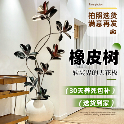 黑金刚橡皮树盆栽办公室内客厅大型绿植造型老桩好养植物四季常青