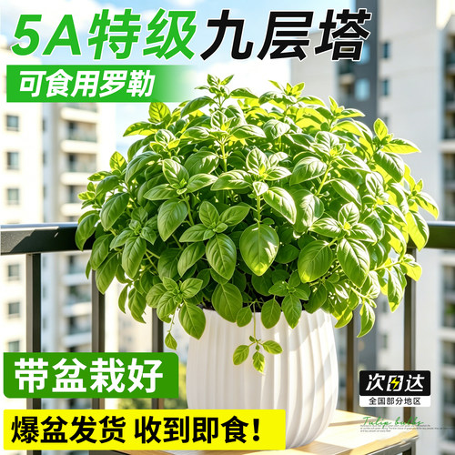 【特级可食用】九层塔罗勒精品苗