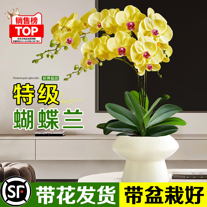 【A级带花】蝴蝶兰盆栽客厅好养