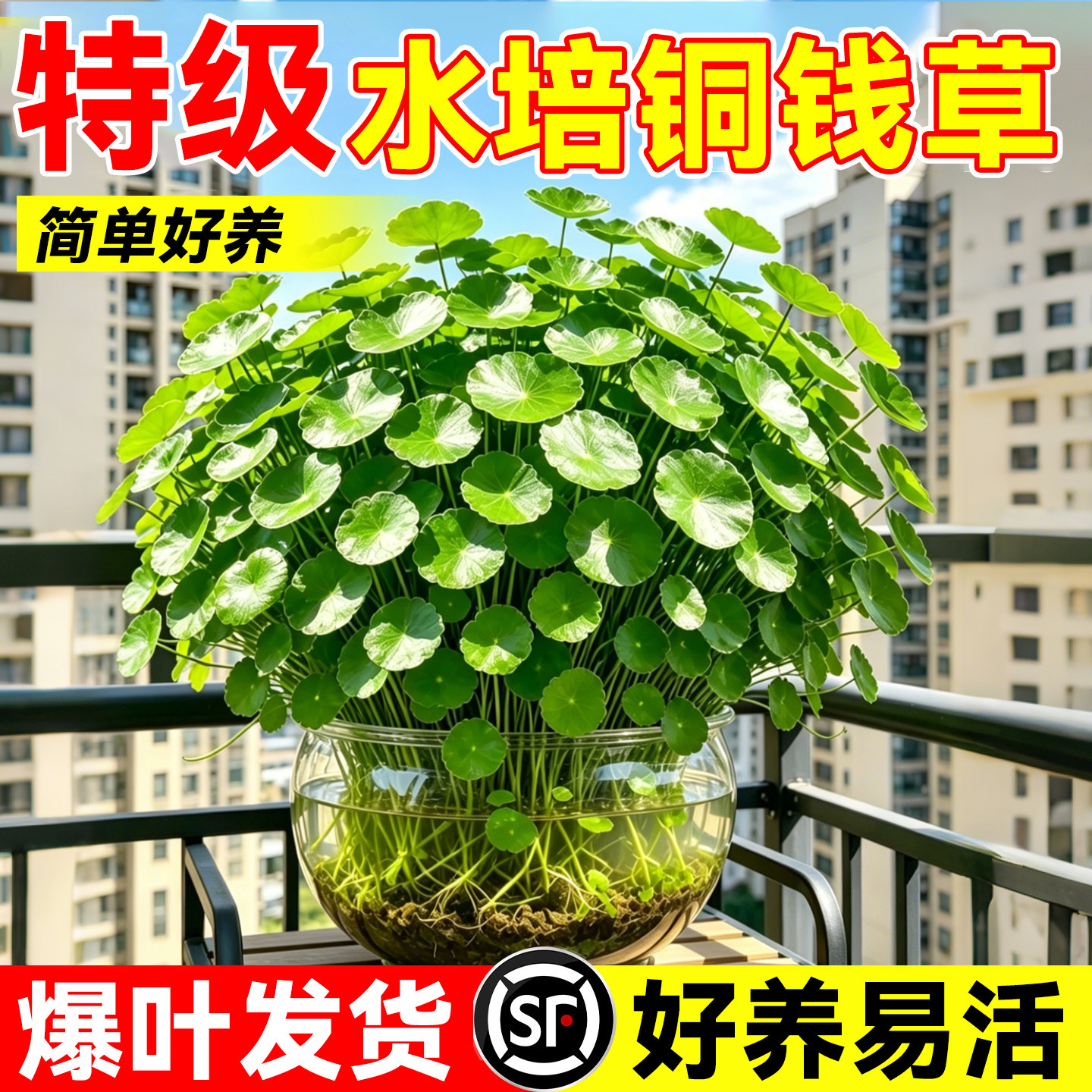 大叶铜钱草水培植物盆栽室内客厅盆景招财金钱草四季好养土培绿植