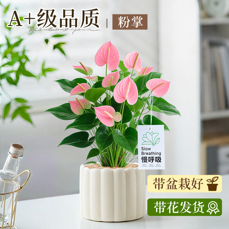 带花粉掌花卉植物室内客厅办公桌面新手好养耐阴绿植鸿运当头盆栽
