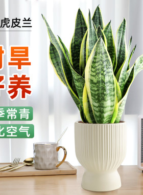 金边虎皮兰绿植室内桌面耐旱盆栽