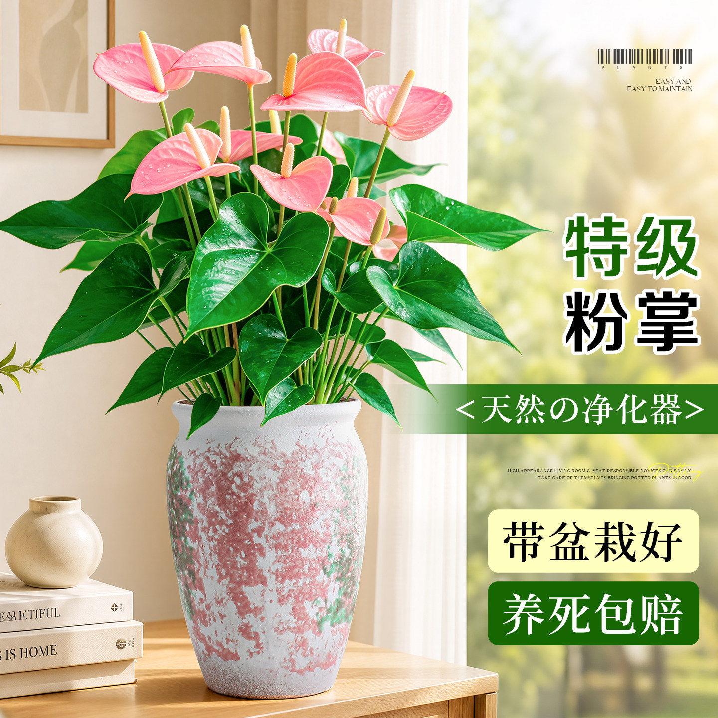 带花粉掌盆栽多季开花客厅室内桌面绿植花卉新手耐阴好养净化空气