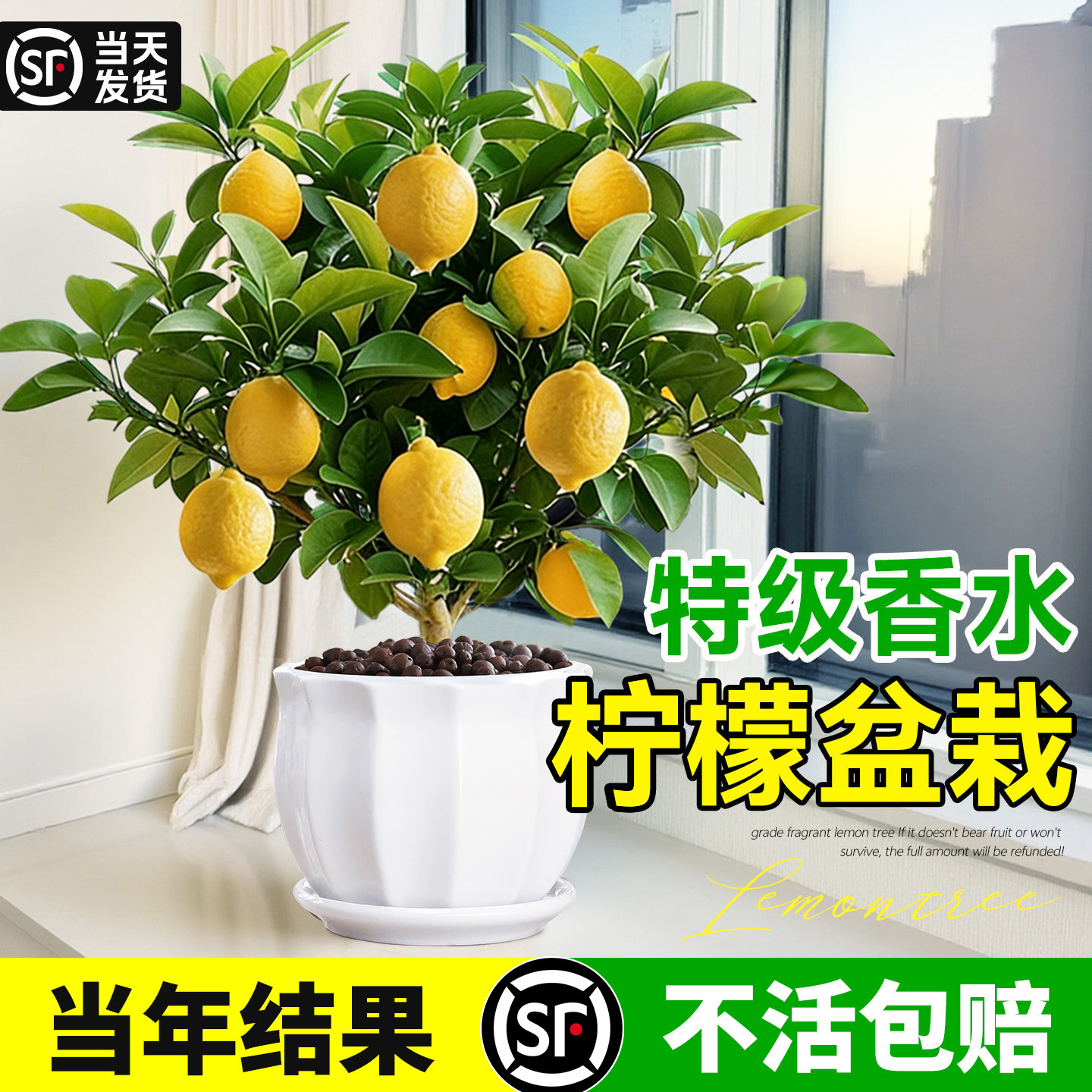 大盆香水柠檬盆栽可食用阳台水果树苗橘子树好养花卉绿植四季结果,鲜花速递/花卉仿真/绿植园艺,绿植,淘宝优惠券,粉丝福利购,淘宝优惠卷