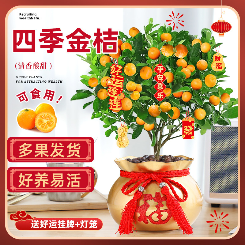四季金桔盆栽庭院室内阳台四季好养结果新年金桔小青柠檬橘子绿植,鲜花速递/花卉仿真/绿植园艺,时令草本花卉,淘宝优惠券,粉丝福利购,淘宝优惠卷
