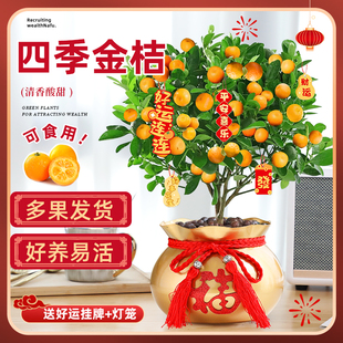 四季金桔盆栽庭院室内阳台四季好养结果新年金桔小青柠檬橘子绿植
