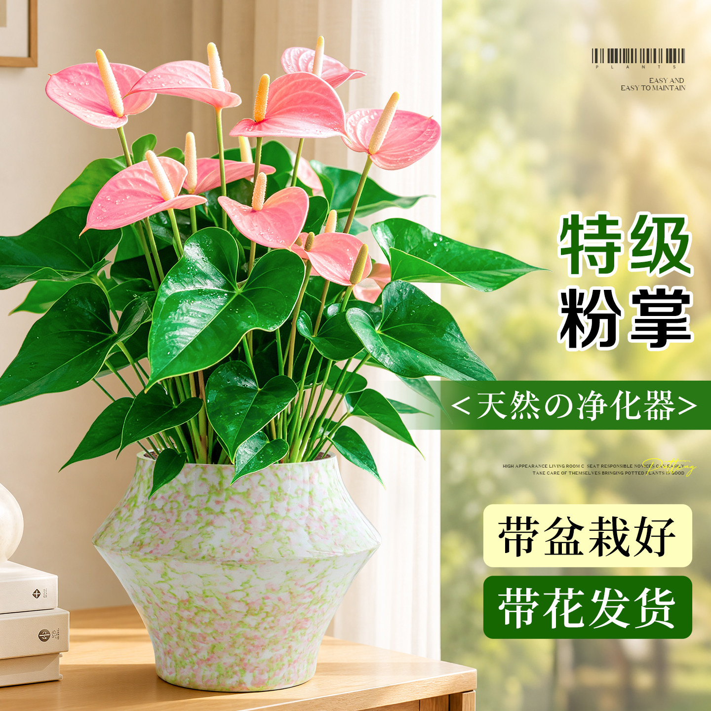 特级带花粉掌盆栽多季开花客厅室内桌面绿植花卉耐阴好养净化空气